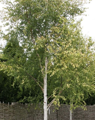 Bříza